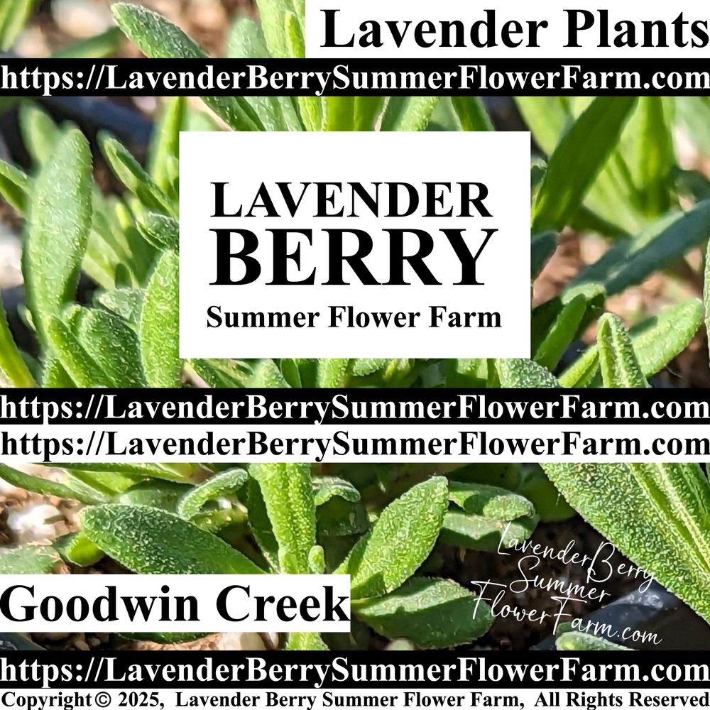 Goodwin Creek Lavender Plants & Plug Trays – Buy Lavender Plants